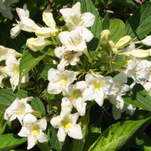 Вейгела гібридна Кандіда | Weigela hybrida Candida | Вейгела гибридная Кандида