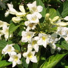 Вейгела гібридна Кандіда | Weigela hybrida Candida | Вейгела гибридная Кандида