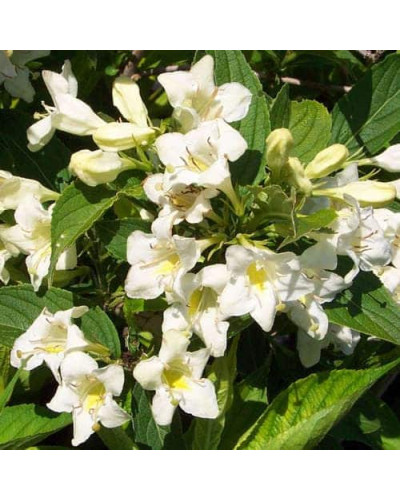 Вейгела гібридна Кандіда | Weigela hybrida Candida | Вейгела гибридная Кандида