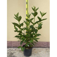 Вейгела гібридна Кандіда | Weigela hybrida Candida | Вейгела гибридная Кандида