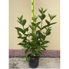 Вейгела гібридна Кандіда | Weigela hybrida Candida | Вейгела гибридная Кандида
