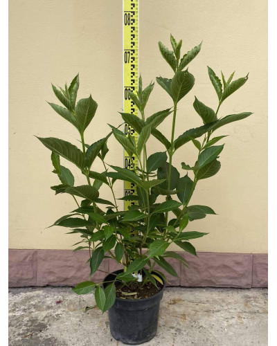 Вейгела гібридна Кандіда | Weigela hybrida Candida | Вейгела гибридная Кандида