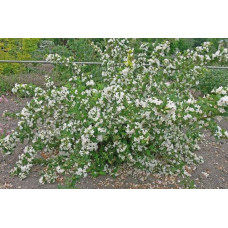 Вейгела гібридна Кандіда | Weigela hybrida Candida | Вейгела гибридная Кандида