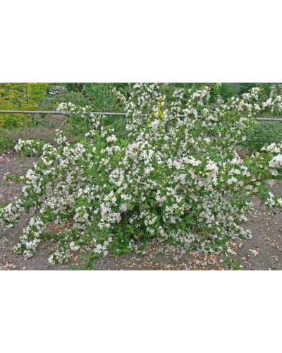 Вейгела гібридна Кандіда | Weigela hybrida Candida | Вейгела гибридная Кандида