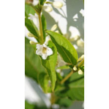 Вейгела гібридна Кандіда | Weigela hybrida Candida | Вейгела гибридная Кандида