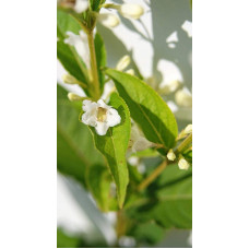 Вейгела гібридна Кандіда | Weigela hybrida Candida | Вейгела гибридная Кандида