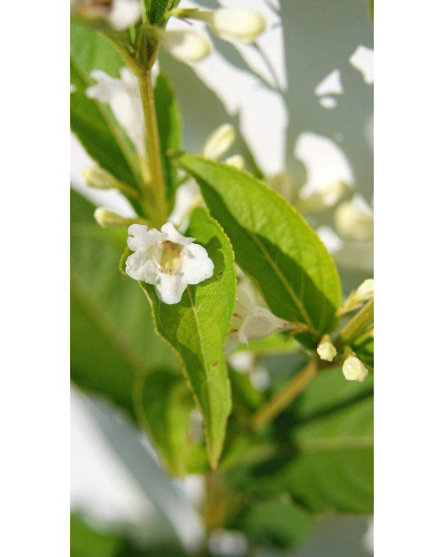 Вейгела гібридна Кандіда | Weigela hybrida Candida | Вейгела гибридная Кандида