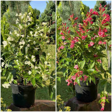Вейгела гібридна Кандіда | Weigela hybrida Candida | Вейгела гибридная Кандида