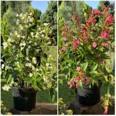 Вейгела гібридна Кандіда | Weigela hybrida Candida | Вейгела гибридная Кандида