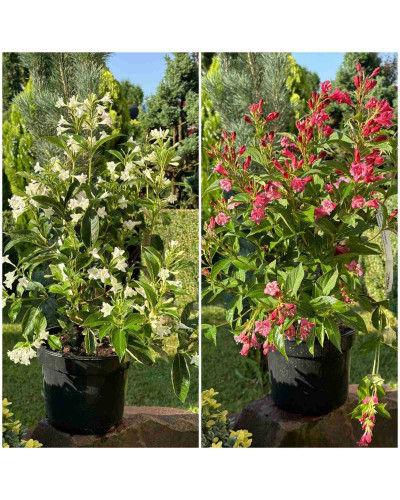 Вейгела гібридна Кандіда | Weigela hybrida Candida | Вейгела гибридная Кандида