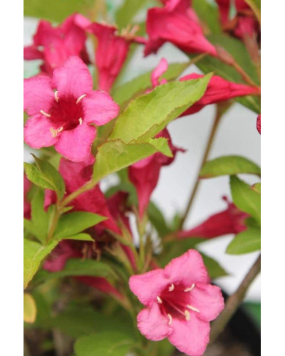 Вейгела Брістол Рубі | Weigela Bristol Ruby | Вейгела Бристол Руби