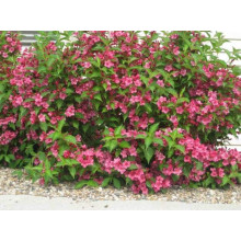 Вейгела Брістол Рубі | Weigela Bristol Ruby | Вейгела Бристол Руби