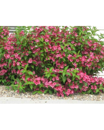 Вейгела Брістол Рубі | Weigela Bristol Ruby | Вейгела Бристол Руби