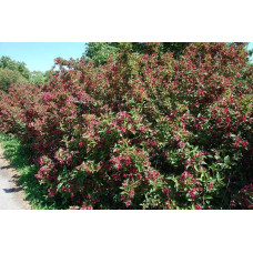 Вейгела Брістол Рубі | Weigela Bristol Ruby | Вейгела Бристол Руби