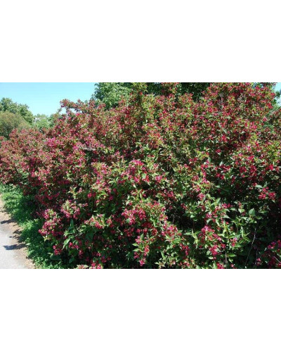 Вейгела Брістол Рубі | Weigela Bristol Ruby | Вейгела Бристол Руби