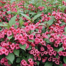 Вейгела Брістол Рубі | Weigela Bristol Ruby | Вейгела Бристол Руби