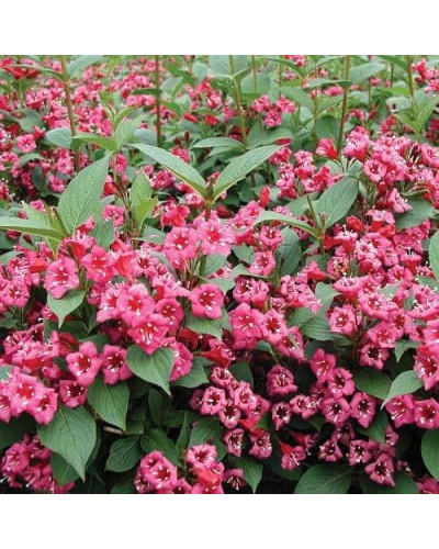 Вейгела Брістол Рубі | Weigela Bristol Ruby | Вейгела Бристол Руби