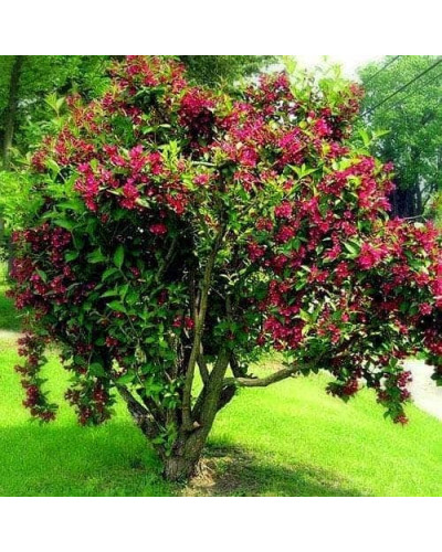Вейгела Брістол Рубі | Weigela Bristol Ruby | Вейгела Бристол Руби