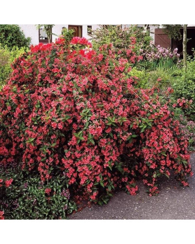 Вейгела Брістол Рубі | Weigela Bristol Ruby | Вейгела Бристол Руби