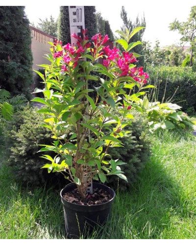 Вейгела Брістол Рубі | Weigela Bristol Ruby | Вейгела Бристол Руби