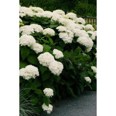 Гортензія деревоподібна Стронг Анабель ® | Hydrangea arborescens Strong Annabelle ® | Гортензия древовидная Стронг Анабель ®