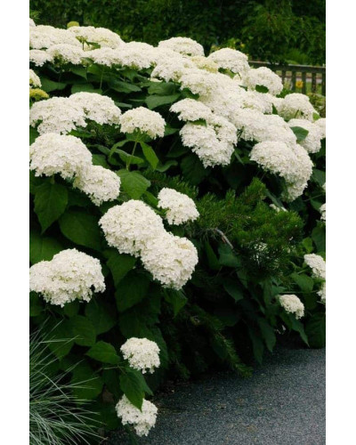 Гортензія деревоподібна Стронг Анабель ® | Hydrangea arborescens Strong Annabelle ® | Гортензия древовидная Стронг Анабель ®