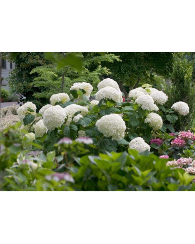 Гортензія деревоподібна Стронг Анабель ® | Hydrangea arborescens Strong Annabelle ® | Гортензия древовидная Стронг Анабель ®