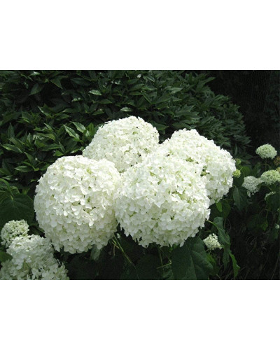 Гортензія деревоподібна Стронг Анабель ® | Hydrangea arborescens Strong Annabelle ® | Гортензия древовидная Стронг Анабель ®