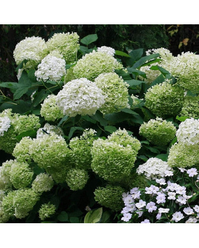 Гортензія деревоподібна Стронг Анабель ® | Hydrangea arborescens Strong Annabelle ® | Гортензия древовидная Стронг Анабель ®