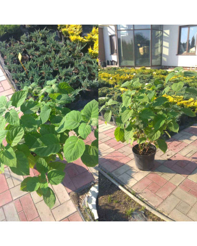 Гортензія деревоподібна Стронг Анабель ® | Hydrangea arborescens Strong Annabelle ® | Гортензия древовидная Стронг Анабель ®