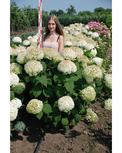 Гортензія деревоподібна Стронг Анабель ® | Hydrangea arborescens Strong Annabelle ® | Гортензия древовидная Стронг Анабель ®