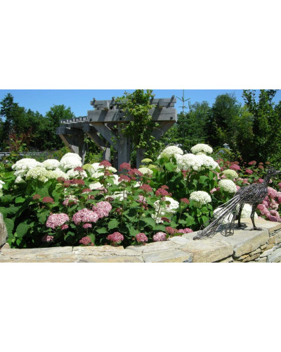 Гортензія деревоподібна Стронг Анабель ® | Hydrangea arborescens Strong Annabelle ® | Гортензия древовидная Стронг Анабель ®