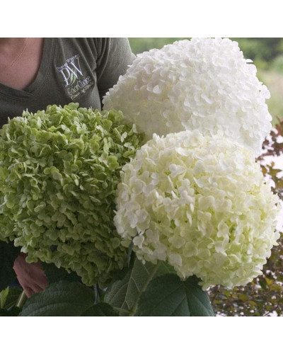 Гортензія деревоподібна Стронг Анабель ® | Hydrangea arborescens Strong Annabelle ® | Гортензия древовидная Стронг Анабель ®