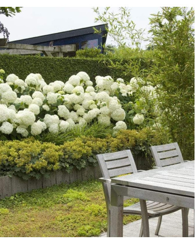 Гортензія деревоподібна Стронг Анабель ® | Hydrangea arborescens Strong Annabelle ® | Гортензия древовидная Стронг Анабель ®