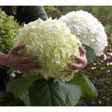 Гортензія деревоподібна Стронг Анабель ® | Hydrangea arborescens Strong Annabelle ® | Гортензия древовидная Стронг Анабель ®