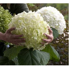 Гортензія деревоподібна Стронг Анабель ® | Hydrangea arborescens Strong Annabelle ® | Гортензия древовидная Стронг Анабель ®