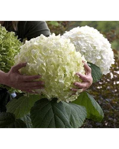 Гортензія деревоподібна Стронг Анабель ® | Hydrangea arborescens Strong Annabelle ® | Гортензия древовидная Стронг Анабель ®
