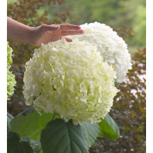 Гортензія деревоподібна Стронг Анабель ® | Hydrangea arborescens Strong Annabelle ® | Гортензия древовидная Стронг Анабель ®