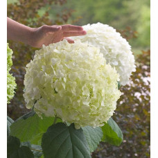 Гортензія деревоподібна Стронг Анабель ® | Hydrangea arborescens Strong Annabelle ® | Гортензия древовидная Стронг Анабель ®