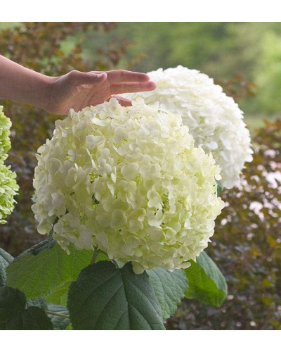 Гортензія деревоподібна Стронг Анабель ® | Hydrangea arborescens Strong Annabelle ® | Гортензия древовидная Стронг Анабель ®