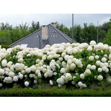 Гортензія деревоподібна Стронг Анабель ® | Hydrangea arborescens Strong Annabelle ® | Гортензия древовидная Стронг Анабель ®