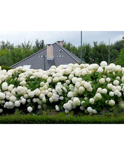 Гортензія деревоподібна Стронг Анабель ® | Hydrangea arborescens Strong Annabelle ® | Гортензия древовидная Стронг Анабель ®