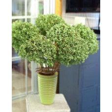 Гортензія деревоподібна Стронг Анабель ® | Hydrangea arborescens Strong Annabelle ® | Гортензия древовидная Стронг Анабель ®