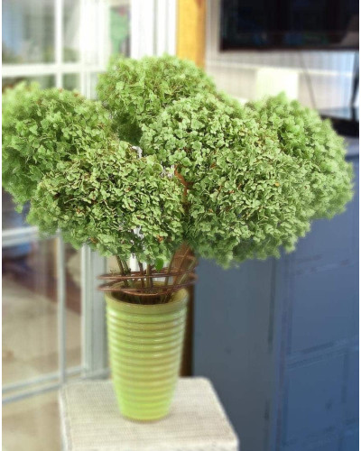 Гортензія деревоподібна Стронг Анабель ® | Hydrangea arborescens Strong Annabelle ® | Гортензия древовидная Стронг Анабель ®