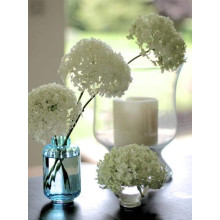 Гортензія деревоподібна Стронг Анабель ® | Hydrangea arborescens Strong Annabelle ® | Гортензия древовидная Стронг Анабель ®