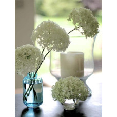 Гортензія деревоподібна Стронг Анабель ® | Hydrangea arborescens Strong Annabelle ® | Гортензия древовидная Стронг Анабель ®