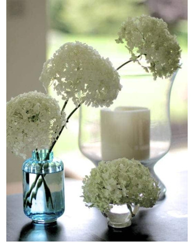 Гортензія деревоподібна Стронг Анабель ® | Hydrangea arborescens Strong Annabelle ® | Гортензия древовидная Стронг Анабель ®