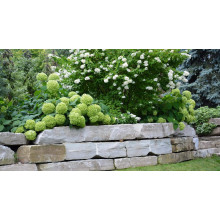 Гортензія деревоподібна Стронг Анабель ® | Hydrangea arborescens Strong Annabelle ® | Гортензия древовидная Стронг Анабель ®