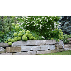 Гортензія деревоподібна Стронг Анабель ® | Hydrangea arborescens Strong Annabelle ® | Гортензия древовидная Стронг Анабель ®