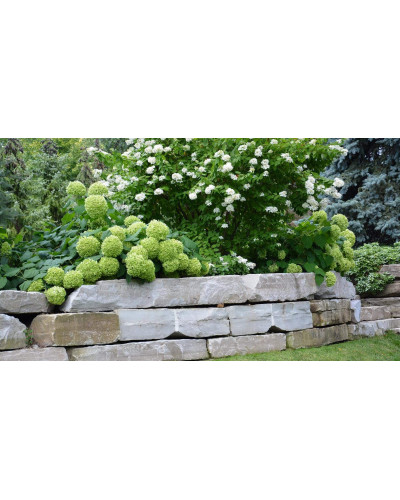 Гортензія деревоподібна Стронг Анабель ® | Hydrangea arborescens Strong Annabelle ® | Гортензия древовидная Стронг Анабель ®